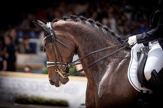 Pferd Dressur Reiten mit Kandare am Pferdekopf