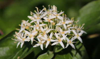 Macro of a common dogwood ( Cornus sanguinea ) twig in bloom with white blossoms in may