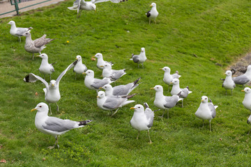 flock of white and gray seagulls perched on the grass