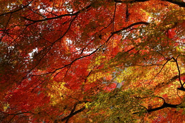 japanese autumn leaves