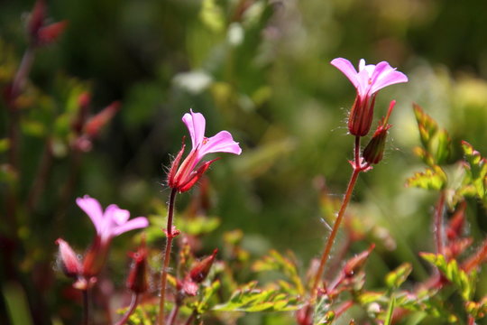 Macro of a Herb-Robert flower ( Geranium robertianum ) in bloom with pink blossoms and hairy sepals in the garden