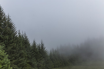 mysterious landscape in which the mist is flooding the pine forest