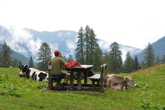 Escursionista si riposa fuori dal rifugio insieme alle mucche tra le montagne del Trentino, Italia