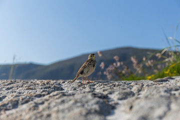 small bird perched on a beach rock on a summer day with clear sky