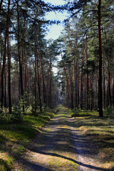 naturalna leśna droga
