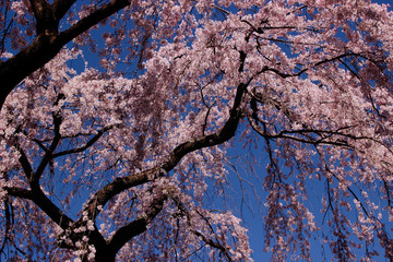 枝垂れ桜