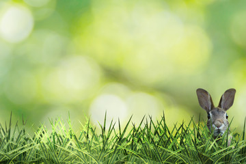 cute easter rabbit with green grass and green background