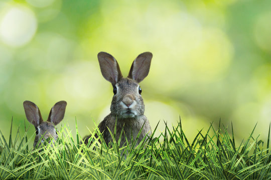 two cute easter rabbit with green grass and green background