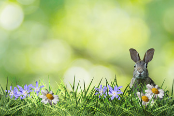cute easter bunny in green flower meadow