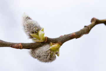 branch of pussy willow