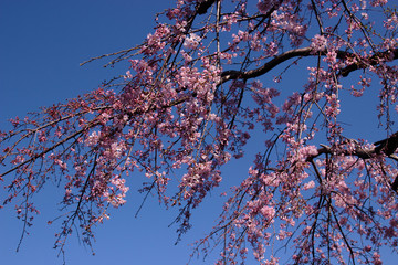 枝垂れ桜