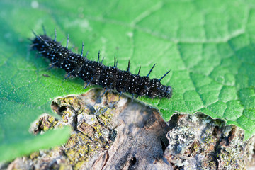 A black caterpillar of the European peacock on a leaf in June