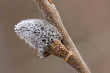 branch of pussy willow