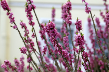 Obraz premium Flowers of Daphne mezereum, daphne blooming in spring day