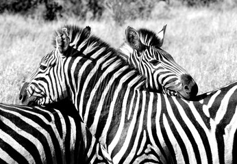 Fototapeta na wymiar Zebra hug