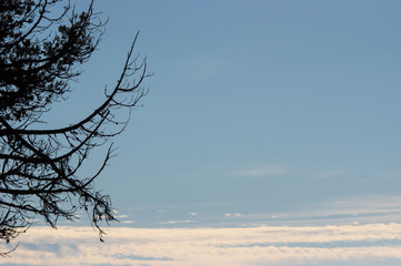 Fototapeta na wymiar Clear blue sky and tree