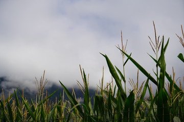 Green field with wheat and clouds, mountains in the background
