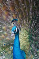 Obraz premium Beautiful close-up of colorful peacock with feathers