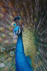 Obraz premium Beautiful close-up of colorful peacock with feathers