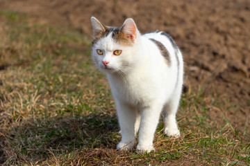 Naklejka na ściany i meble White spotted cat looking for prey in nature_