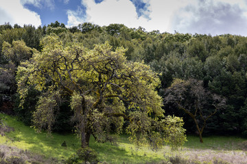 tree in a field