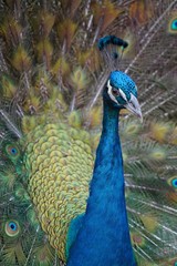 Beautiful close-up of colorful peacock with feathers