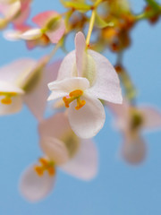 Delicate white and pink begonia flowers on light blue background. Vertical format