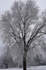 One tall tree is under the snow. A romantic snowy atmosphere in the park