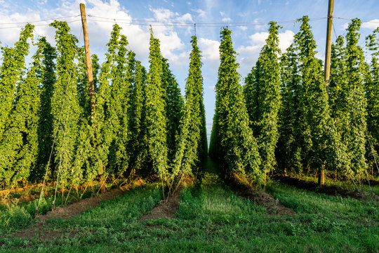 Green hops field. Fully grown hop bines. Hops field in Bavaria Germany. Hops are main ingredients in Beer production