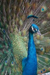 Beautiful close-up of colorful peacock with feathers
