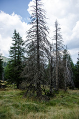 Świerki © Wojciech