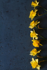 Layout made of daffodil flowers. Spring flower background