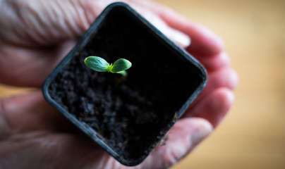 woman hands holding spring sprout