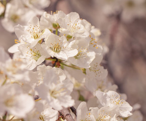 The spring background with plum blossoming twigs. Springtime.