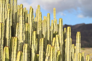 Cardón (Euphorbia canariensis) en su hábitat natural