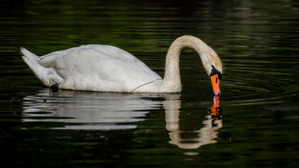 Łabędź niemy © Wojciech