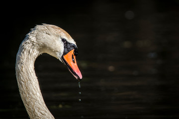 Łabędź © Wojciech