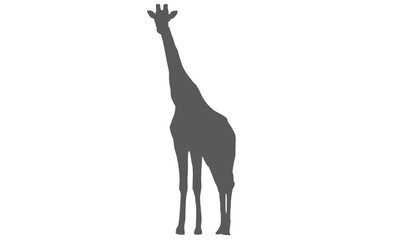 Silhouette Giraffe