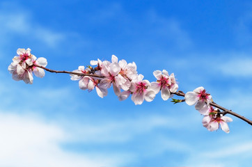 Blossoming peach tree branches, blurred blue sky background.