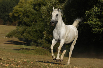 Obraz na płótnie Canvas Beatiful lipizzaner mare galloping on pasture in late summer afternoon