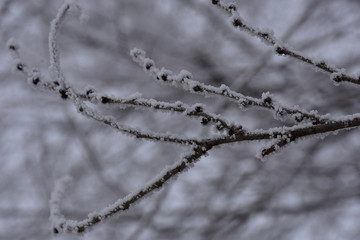 Thin twigs wrapped in white snow and frost