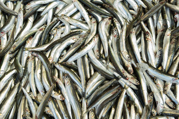 Anchovy for sale in fish market. Healthy and delicious seafood. Turkish means 