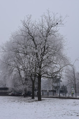 Three tall trees next to a low building. The whole landscape is under snow