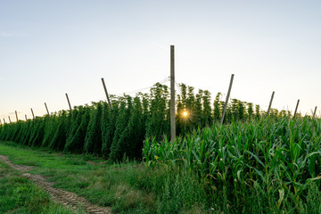 Obraz premium Green hops field. Fully grown hop bines. Hops field in Bavaria Germany. Hops are main ingredients in Beer production