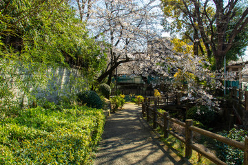 草木に囲まれた細い道