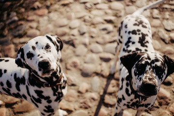 two damatian dogs portrait