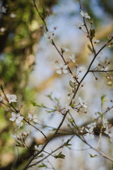 Kirschbaumblüte