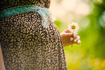Pregnant girl holds a camomile near her belly