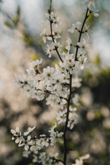 Kirschbaumblüte