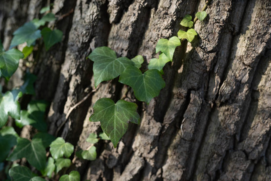 Ranke am Baum